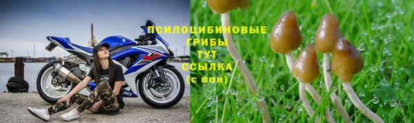 прущие грибы Снежинск